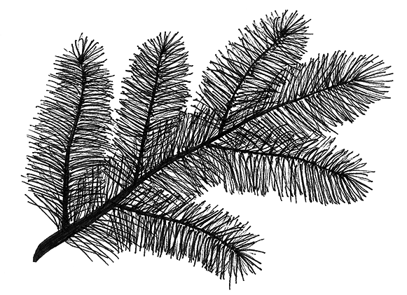 Ветка сосны