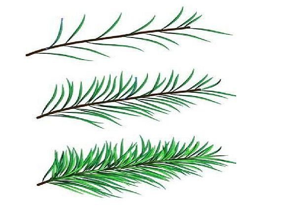 Рисование еловой ветки