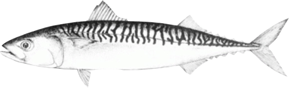 Раскраска рыба скумбрия