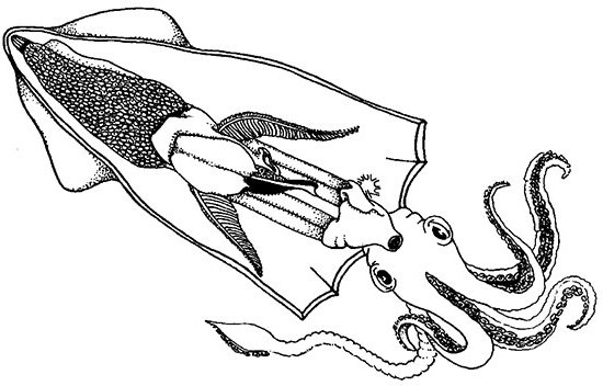 Внутреннее строение головоногих