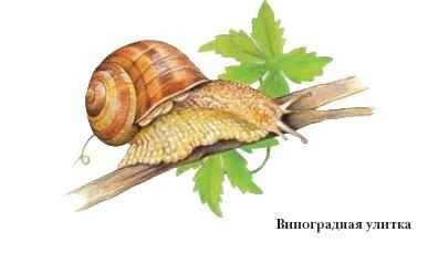 Виноградная улитка рисунок