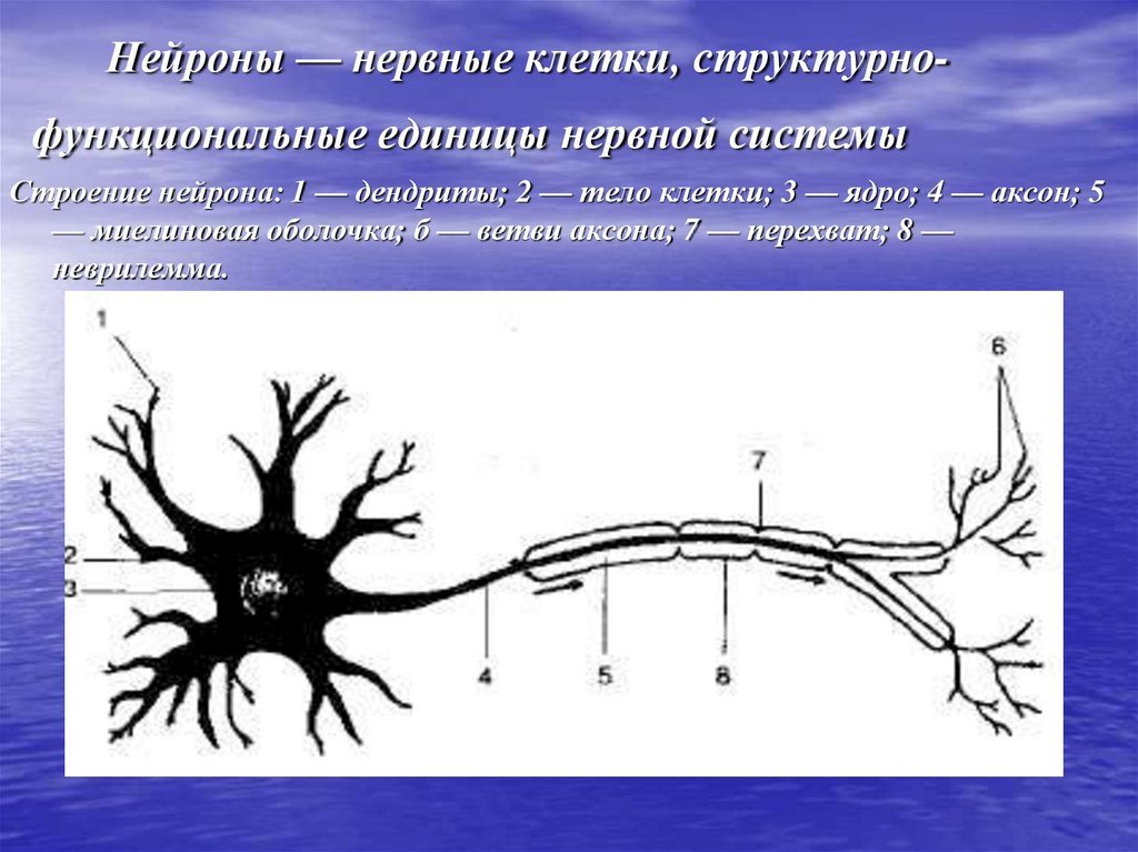 Нервные узлы и нейрон. Строение нейрона дендриты. Нервная система строение нейрона. Дендриты Аксон тело нейрона. Схема строения нейрона.