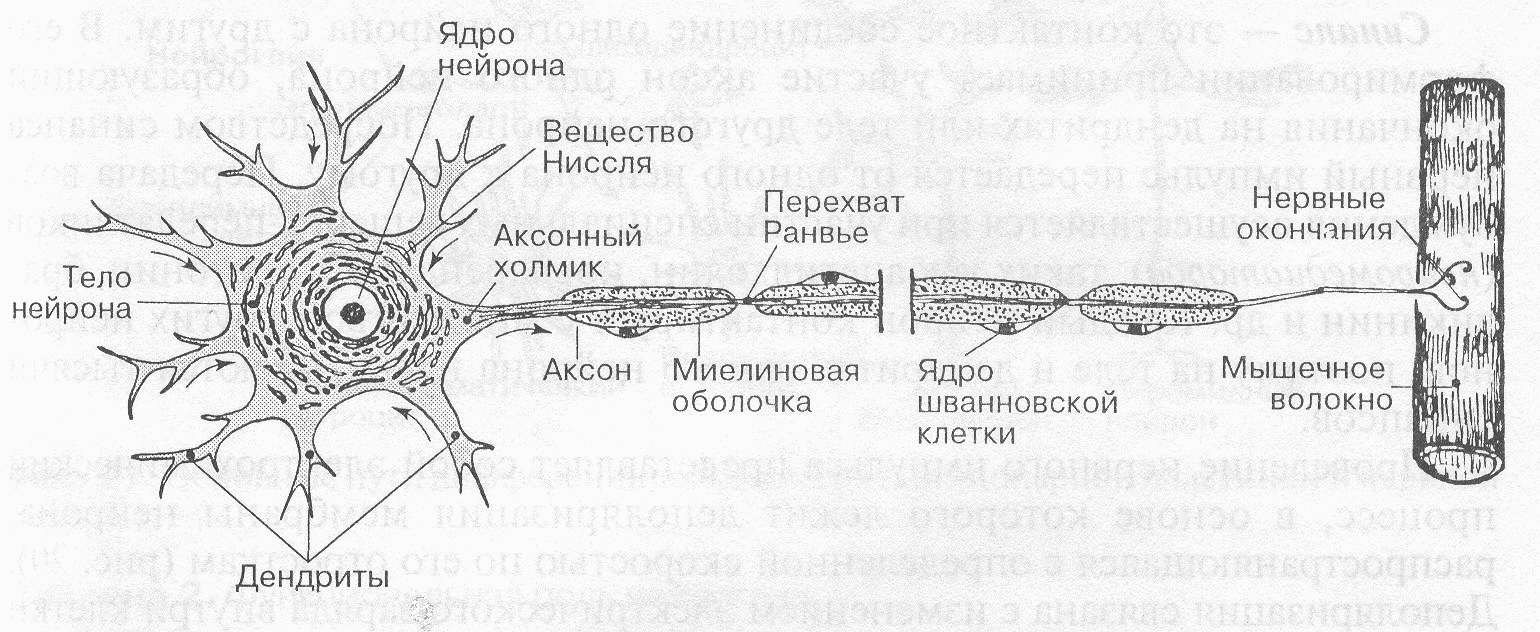Схема строения нервной клетки нейрона. Схема нервная ткань Нейроны отростки. Схема субмикроскопического строения мультиполярного нейрона. Строение мультиполярного нейрона.