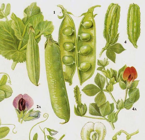 Горох Ботаническая иллюстрация