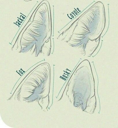 Уши волка референс
