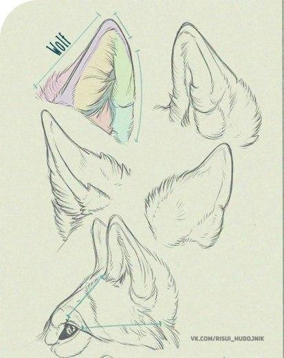 Лиса уши референс