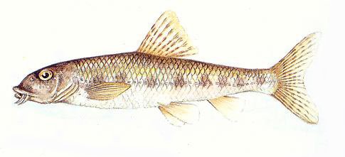 Пескарь обыкновенный рисунок