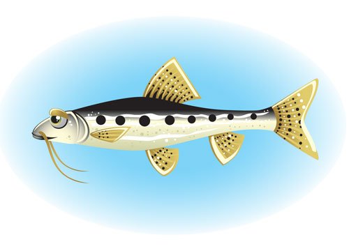 Рыба пескарь для детей