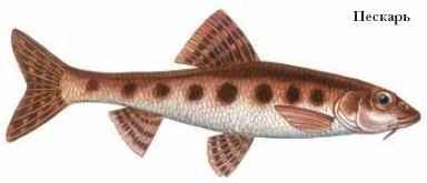 Пескарь рыба рисунок