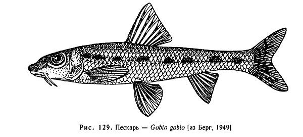 Рыба пескарь для детей