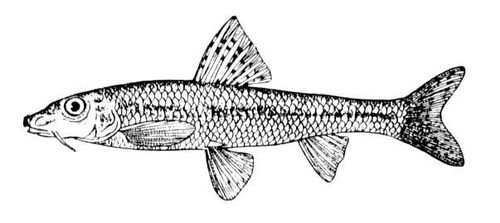 Пескарь Иванович в профиль