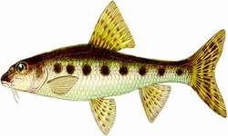 Пескарь рисунок (46 фото)