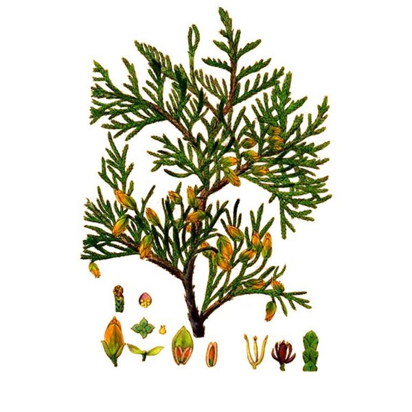 Кипарис вечнозеленый побег