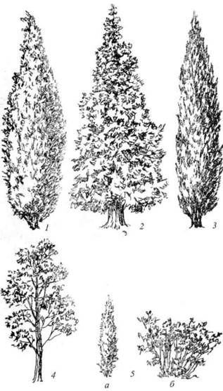 Кипарис диаметр кроны