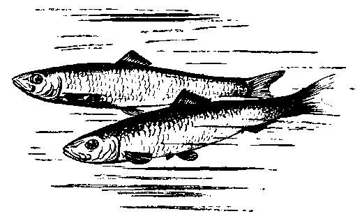 Семейство сельдевых тюлька