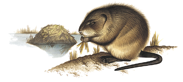 Дети нутрии