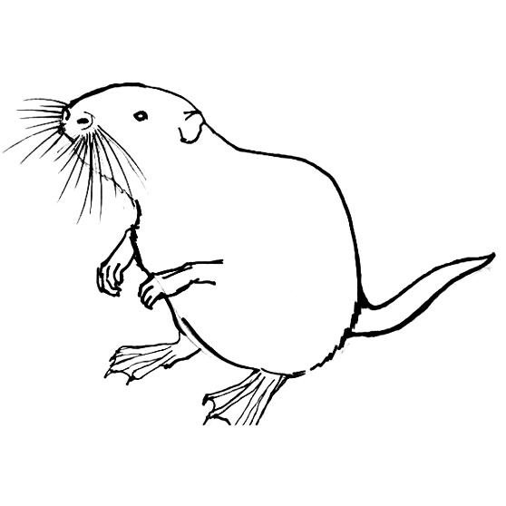 Рисуем ондатру