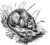 Водяная крыса ондатра рисунок