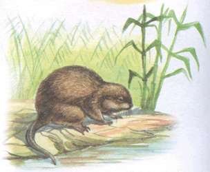 Ондатра на белом фоне