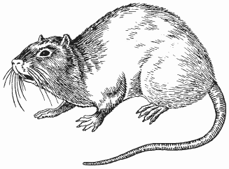 Ондатра рисунок (48 фото)