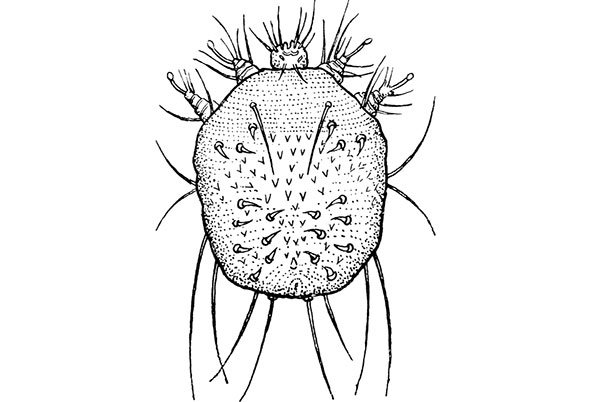 Sarcoptes scabiei строение