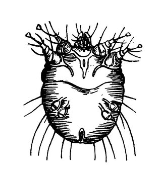 Жизненный цикл чесоточного зудня. Sarcoptes scabiei.