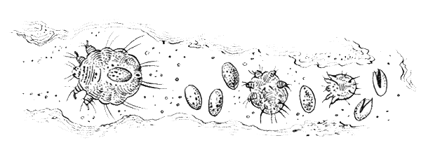 Чесоточный зудень рисунок (50 фото)
