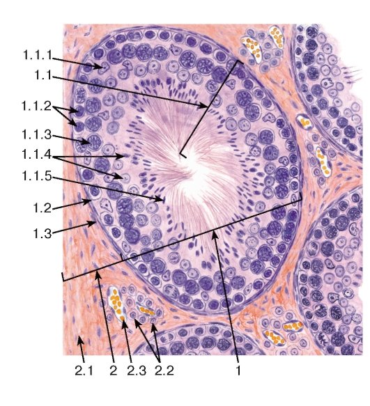Строение семенника человека гистология