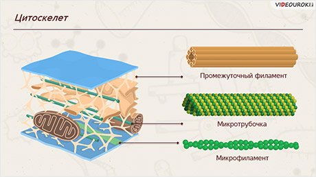 Строение цитоскелета клетки