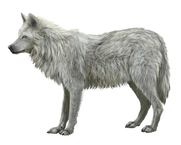 Шерсть волка карандашом