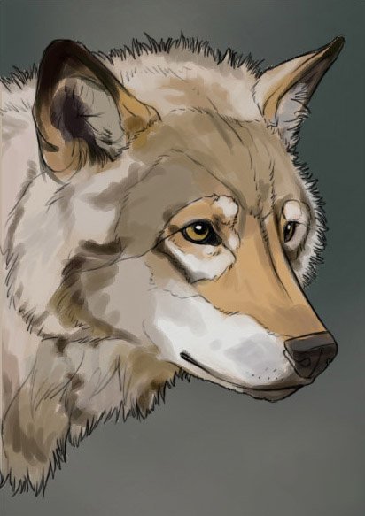 Зарисуйте шерсть зверей которую вы рассмотрели