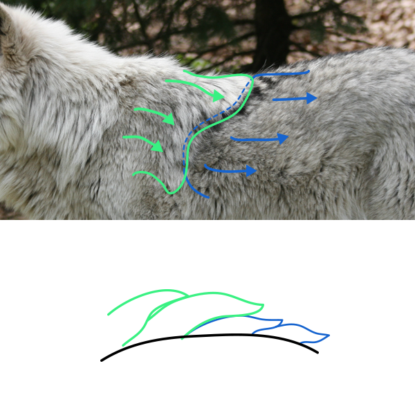 Туториалы по рисованию шерсти