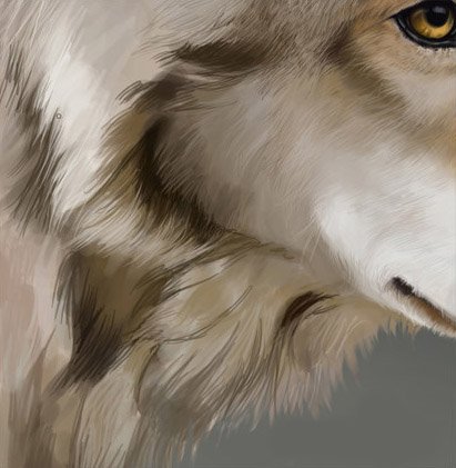 Шерсть волка карандашом