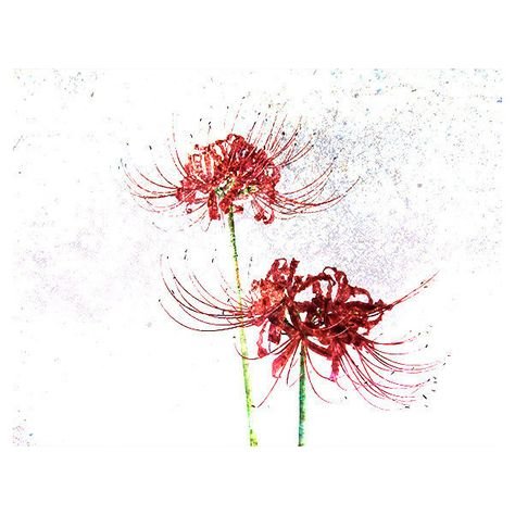 Токийский ликорис тату