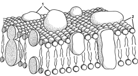 Клеточная мембрана рис биология