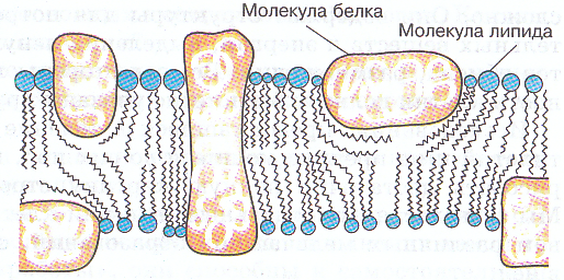 Строение клеточной мембраны рисунок 22
