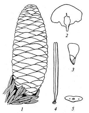 Пихта Сибирская ботаника