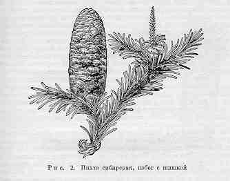 Пихта цельнолистная хвоя