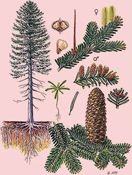 Ель Аянская шишка рисунок