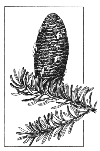 Пихта сибирская рисунок (46 фото)