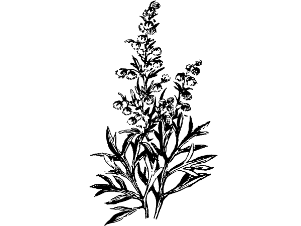 Полынь горькая ботаника