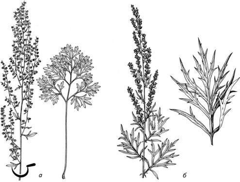 Полынь горькая (Artemisia absinthium)