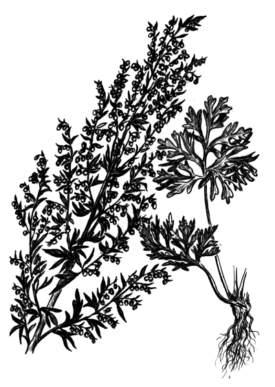 Полынь горькая ботаника