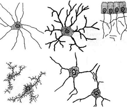 Астроциты и олигодендроциты