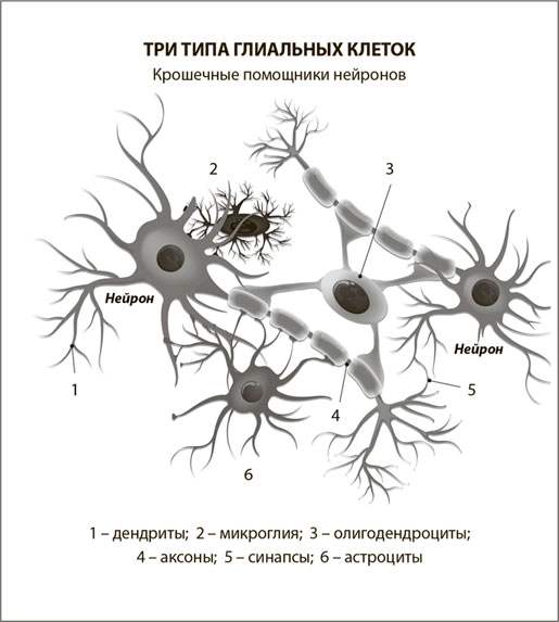 Нервная ткань Нейроны и нейроглия