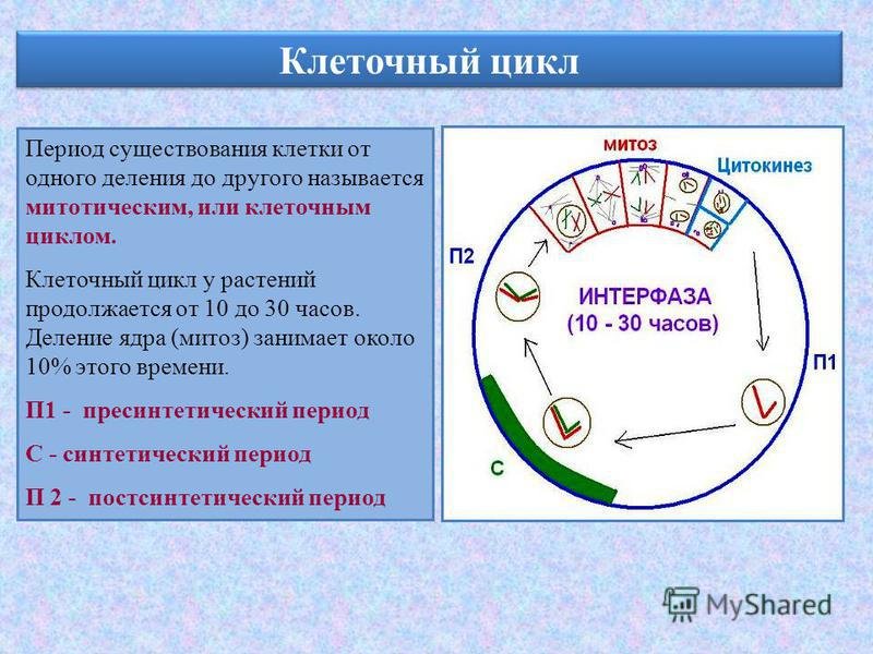 Жизненный цикл клетки кратко. Жизненный цикл клетки митоз схема. Этапы жизненного цикла клетки. Периоды жизненного цикла клетки. Биология: жизненный цикл клетки: интерфаза.