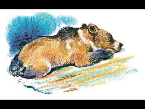 Медвежонок мамин Сибиряк