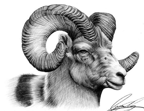 Дикий горный баран Архар