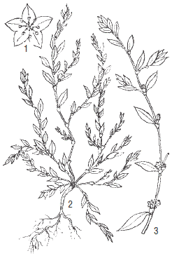 Спорыш (Горец птичий) трава