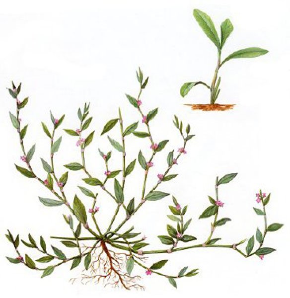 Горец птичий Ботаническая иллюстрация